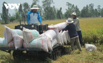 Rice exports likely to reach US$3.5 billion this year