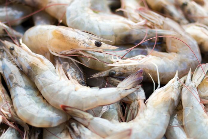 กุ้ง-1-1-scaled
